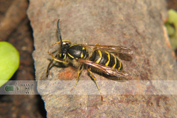 Paravespula vulgaris